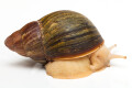 Archachatina purpurea Guinea albino body adult, F1, 9cm